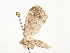  ( - CBG-A51957-D04)  @11 [ ] CreativeCommons - Attribution Share - Alike (2024) CBG Photography Group Centre for Biodiversity Genomics