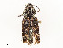  ( - CBG-A51958-D05)  @11 [ ] CreativeCommons - Attribution Share - Alike (2024) CBG Photography Group Centre for Biodiversity Genomics
