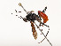  ( - CBG-A51958-E04)  @11 [ ] CreativeCommons - Attribution Share - Alike (2024) CBG Photography Group Centre for Biodiversity Genomics