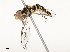 ( - CBG-A51963-G05)  @11 [ ] CreativeCommons - Attribution Share - Alike (2024) CBG Photography Group Centre for Biodiversity Genomics