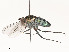  ( - CBG-A51990-G10)  @11 [ ] CreativeCommons - Attribution Share - Alike (2024) CBG Photography Group Centre for Biodiversity Genomics