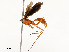  ( - CBG-A51992-B01)  @11 [ ] CreativeCommons - Attribution Share - Alike (2024) CBG Photography Group Centre for Biodiversity Genomics