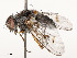  ( - CBG-A53657-D03)  @11 [ ] CreativeCommons - Attribution Share - Alike (2024) CBG Photography Group Centre for Biodiversity Genomics