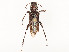  ( - CBG-A54398-B05)  @11 [ ] CreativeCommons - Attribution Share - Alike (2024) CBG Photography Group Centre for Biodiversity Genomics