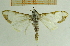  (Cirrhochrista bracteolalis - IOZ_LEP_M_2807)  @13 [ ] CreativeCommons - Attribution Non-Commercial Share-Alike (2012) Chen Fuqiang Institute of Zoology, Chinese Academy of Sciences