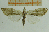  (Cirrhochrista fuscusa - IOZ_LEP_M_2809)  @13 [ ] CreativeCommons - Attribution Non-Commercial Share-Alike (2012) Chen Fuqiang Institute of Zoology, Chinese Academy of Sciences