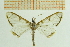  (Cirrhochrista brizoalis TW - IOZ_LEP_M_2823)  @13 [ ] CreativeCommons - Attribution Non-Commercial Share-Alike (2012) Chen Fuqiang Institute of Zoology, Chinese Academy of Sciences