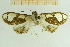  (Cirrhochrista semibrunnea - IOZ_LEP_M_2837)  @11 [ ] CreativeCommons - Attribution Non-Commercial Share-Alike (2012) Chen Fuqiang Institute of Zoology, Chinese Academy of Sciences