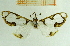  (Cirrhochrista pulchellalis - IOZ_LEP_M_2838)  @12 [ ] CreativeCommons - Attribution Non-Commercial Share-Alike (2012) Chen Fuqiang Institute of Zoology, Chinese Academy of Sciences