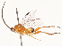 (Wilkinsonellus - CBG-B11795-F06)  @11 [ ] CreativeCommons - Attribution Share - Alike (2025) CBG Photography Group Centre for Biodiversity Genomics