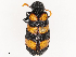  (Hycleus terminatus - CBG-B21612-H01)  @11 [ ] CreativeCommons - Attribution Share - Alike (2025) CBG Photography Group Centre for Biodiversity Genomics