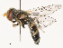  ( - CBG-B21726-B08)  @11 [ ] CreativeCommons - Attribution Share - Alike (2025) CBG Photography Group Centre for Biodiversity Genomics