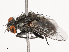 (Sarcophaga pennopluma - CBG-B21792-D01)  @11 [ ] CreativeCommons - Attribution Share - Alike (2025) CBG Photography Group Centre for Biodiversity Genomics