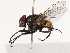  ( - CBG-B21795-B05)  @11 [ ] CreativeCommons - Attribution Share - Alike (2025) CBG Photography Group Centre for Biodiversity Genomics
