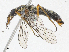  ( - CBG-A05404-D09)  @11 [ ] CreativeCommons - Attribution (2023) CBG Photography Group Centre for Biodiversity Genomics