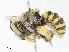  ( - CBG-A05405-F12)  @11 [ ] CreativeCommons - Attribution (2023) CBG Photography Group Centre for Biodiversity Genomics