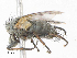  ( - CBG-A06223-A12)  @11 [ ] CreativeCommons - Attribution (2023) CBG Photography Group Centre for Biodiversity Genomics