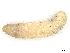  ( - CBG-A06237-H01)  @11 [ ] CreativeCommons - Attribution Share - Alike (2023) CBG Photography Group Centre for Biodiversity Genomics