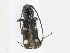  ( - CBG-A10785-F01)  @11 [ ] CreativeCommons - Attribution Share - Alike (2023) CBG Photography Group Centre for Biodiversity Genomics