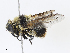  ( - CBG-A10786-A09)  @11 [ ] CreativeCommons - Attribution Share - Alike (2023) CBG Photography Group Centre for Biodiversity Genomics