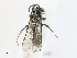  ( - CBG-A10788-A03)  @11 [ ] CreativeCommons - Attribution Share - Alike (2023) CBG Photography Group Centre for Biodiversity Genomics