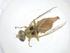  (Neaspilota viridescens - CBG-A12762-A01)  @11 [ ] CreativeCommons - Attribution Share - Alike (2023) Centre for Biodiversity Genomics Centre for Biodiversity Genomics