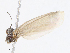  ( - CBG-A13293-F01)  @11 [ ] CreativeCommons - Attribution Share - Alike (2023) CBG Photography Group Centre for Biodiversity Genomics