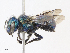  ( - CBG-A13294-A11)  @11 [ ] CreativeCommons - Attribution Share - Alike (2023) CBG Photography Group Centre for Biodiversity Genomics