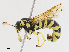  ( - CBG-A13272-E01)  @11 [ ] CreativeCommons - Attribution Share - Alike (2023) CBG Photography Group Centre for Biodiversity Genomics