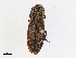  ( - CBG-A13319-A01)  @11 [ ] CreativeCommons - Attribution Share-Alike (2023) CBG Photography Group Centre for Biodiversity Genomics