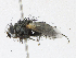  ( - CBG-A13319-A09)  @11 [ ] CreativeCommons - Attribution Share-Alike (2023) CBG Photography Group Centre for Biodiversity Genomics