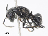  ( - CBG-A13340-E12)  @11 [ ] CreativeCommons - Attribution Share - Alike (2023) CBG Photography Group Centre for Biodiversity Genomics