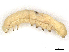  ( - CBG-A13342-H10)  @11 [ ] CreativeCommons - Attribution Share - Alike (2023) CBG Photography Group Centre for Biodiversity Genomics