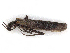  ( - CBG-A13342-H11)  @11 [ ] CreativeCommons - Attribution Share - Alike (2023) CBG Photography Group Centre for Biodiversity Genomics