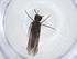  (Eriocraniella aurosparsella - CBG-A13646-C08)  @11 [ ] CreativeCommons - Attribution Share - Alike (2023) Centre for Biodiversity Genomics Centre for Biodiversity Genomics