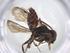  (Nomada bc30 - CBG-A13910-D01)  @11 [ ] CreativeCommons - Attribution Share - Alike (2023) Centre for Biodiversity Genomics Centre for Biodiversity Genomics