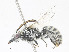  ( - CBG-A14991-G10)  @11 [ ] CreativeCommons - Attribution Share-Alike (2023) CBG Photography Group Centre for Biodiversity Genomics