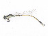  ( - CBG-A14991-H04)  @11 [ ] CreativeCommons - Attribution Share-Alike (2023) CBG Photography Group Centre for Biodiversity Genomics