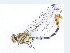  ( - CBG-A14991-H08)  @11 [ ] CreativeCommons - Attribution Share-Alike (2023) CBG Photography Group Centre for Biodiversity Genomics
