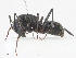 (Camponotus vicinus_dark_form - CBG-A14992-C07)  @11 [ ] CreativeCommons - Attribution Share - Alike (2023) CBG Photography Group Centre for Biodiversity Genomics