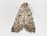  ( - CBG-A16664-E03)  @11 [ ] CreativeCommons - Attribution Share-Alike (2023) CBG Photography Group Centre for Biodiversity Genomics