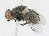  ( - CBG-A18371-A05)  @11 [ ] CreativeCommons - Attribution Share - Alike (2023) CBG Photography Group Centre for Biodiversity Genomics