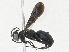  ( - CBG-A23275-G12)  @11 [ ] CreativeCommons - Attribution Share - Alike (2023) CBG Photography Group Centre for Biodiversity Genomics