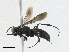  ( - CBG-A23276-C04)  @11 [ ] CreativeCommons - Attribution Share-Alike (2023) CBG Photography Group Centre for Biodiversity Genomics