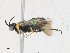  ( - CBG-A23278-D03)  @11 [ ] CreativeCommons - Attribution Share - Alike (2023) CBG Photography Group Centre for Biodiversity Genomics