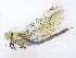  ( - CBG-A23286-H08)  @11 [ ] CreativeCommons - Attribution Share - Alike (2023) CBG Photography Group Centre for Biodiversity Genomics