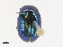  ( - CBG-A24263-G02)  @11 [ ] CreativeCommons - Attribution Share-Alike (2024) CBG Photography Group Centre for Biodiversity Genomics