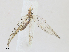  ( - CBG-A24267-D08)  @11 [ ] CreativeCommons - Attribution Share - Alike (2024) CBG Photography Group Centre for Biodiversity Genomics