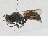  ( - CBG-A24268-A09)  @11 [ ] CreativeCommons - Attribution Share - Alike (2024) CBG Photography Group Centre for Biodiversity Genomics