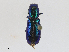 ( - CBG-A24268-D05)  @11 [ ] CreativeCommons - Attribution Share - Alike (2024) CBG Photography Group Centre for Biodiversity Genomics